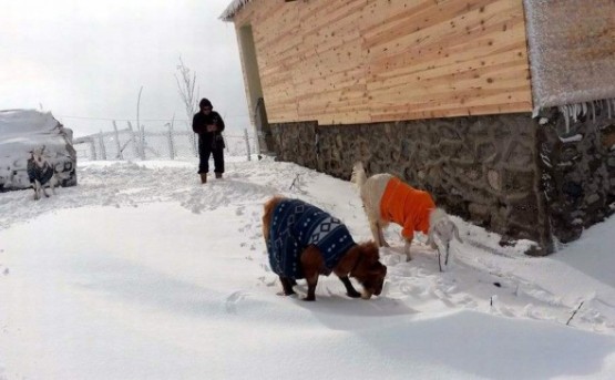 Yağan kar keçilere kazak giydirtti 3