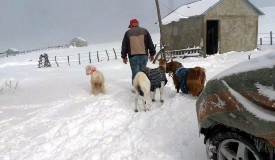 Yağan kar keçilere kazak giydirtti 1