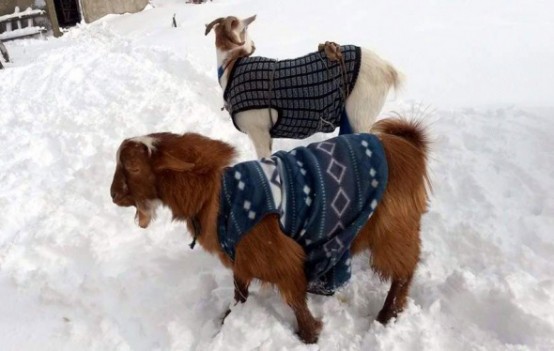Yağan kar keçilere kazak giydirtti 4