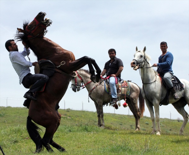 Erciş'te Rahvan At Yarışları 5