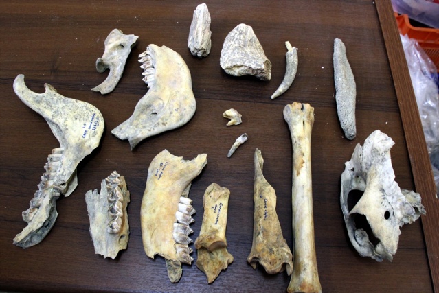 Van'da Demir Çağı'na ait kızıl geyik iskeleti bulundu 6