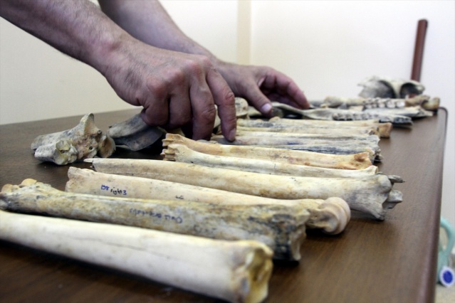 Van'da Demir Çağı'na ait kızıl geyik iskeleti bulundu 1