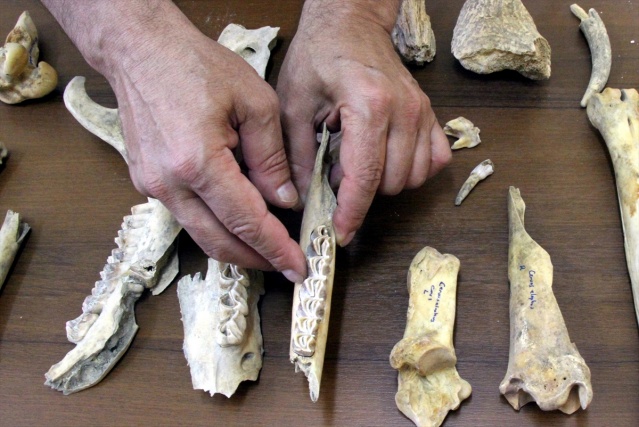 Van'da Demir Çağı'na ait kızıl geyik iskeleti bulundu 4