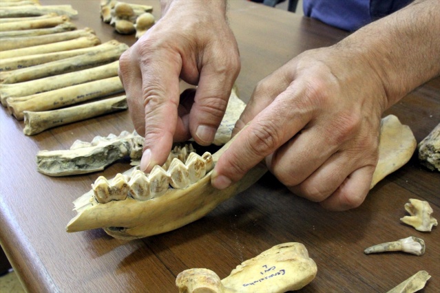 Van'da Demir Çağı'na ait kızıl geyik iskeleti bulundu 3