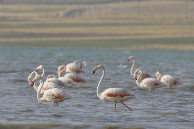 Van'da flamingoların görsel şöleni başladı 5