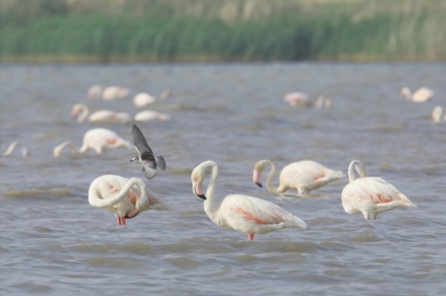 Van'da flamingoların görsel şöleni başladı 9