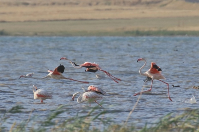 Van'da flamingoların görsel şöleni başladı 32
