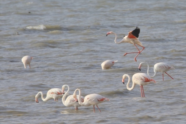 Van'da flamingoların görsel şöleni başladı 18