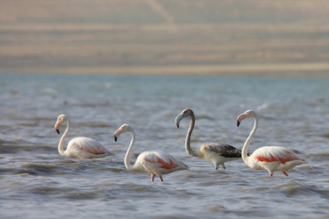 Van'da flamingoların görsel şöleni başladı 19