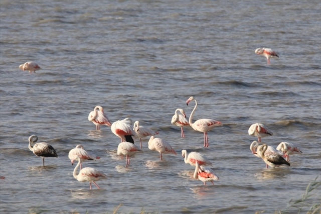 Van'da flamingoların görsel şöleni başladı 13