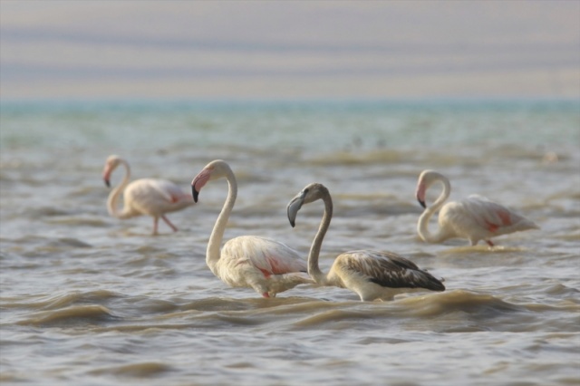 Van'da flamingoların görsel şöleni başladı 11