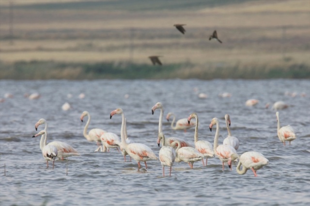 Van'da flamingoların görsel şöleni başladı 21
