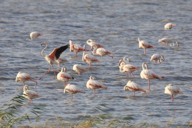 Van'da flamingoların görsel şöleni başladı 33