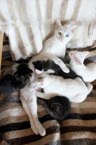 Van kedisi, annesiz kalan yavruları emziriyor 5