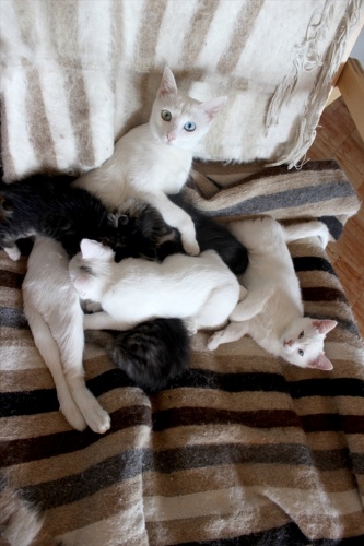 Van kedisi, annesiz kalan yavruları emziriyor 6