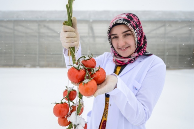 Eksi 40 derecede üretilen domatesler ihraç edilecek 4