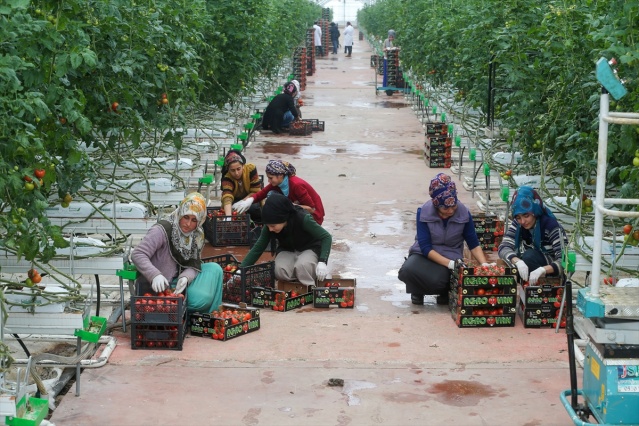 Eksi 40 derecede üretilen domatesler ihraç edilecek 5