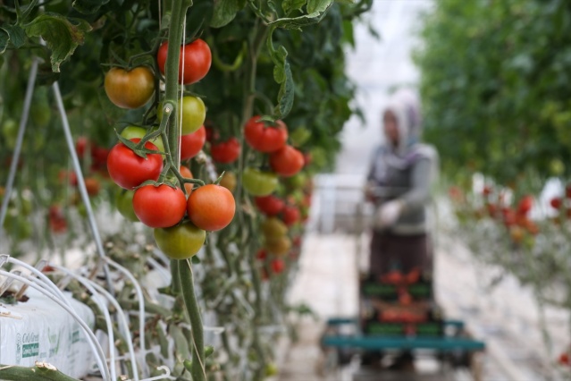 Eksi 40 derecede üretilen domatesler ihraç edilecek 15