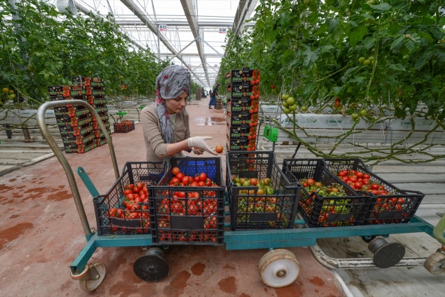 Eksi 40 derecede üretilen domatesler ihraç edilecek 19