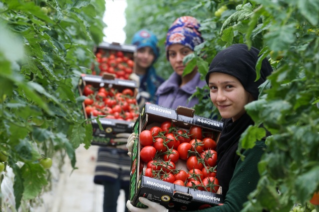 Eksi 40 derecede üretilen domatesler ihraç edilecek 18