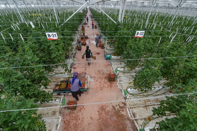 Eksi 40 derecede üretilen domatesler ihraç edilecek 21