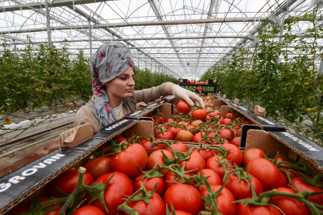 Eksi 40 derecede üretilen domatesler ihraç edilecek 12