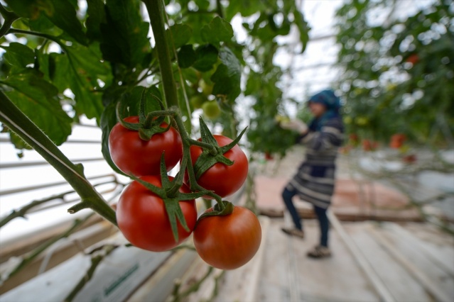 Eksi 40 derecede üretilen domatesler ihraç edilecek 13