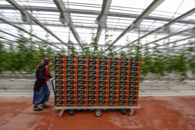 Eksi 40 derecede üretilen domatesler ihraç edilecek 17