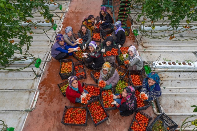 Eksi 40 derecede üretilen domatesler ihraç edilecek 14