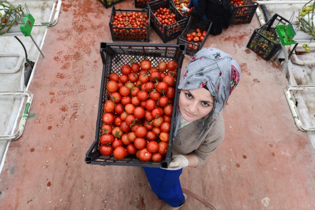 Eksi 40 derecede üretilen domatesler ihraç edilecek 8