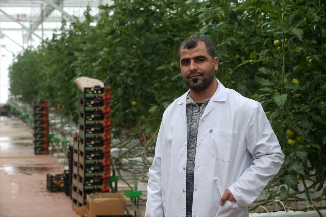 Eksi 40 derecede üretilen domatesler ihraç edilecek 10