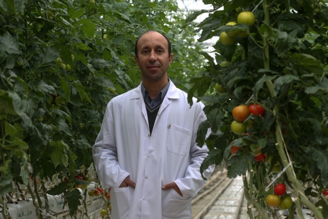 Eksi 40 derecede üretilen domatesler ihraç edilecek 20