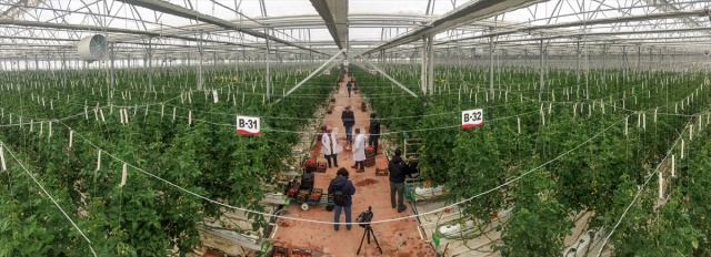 Eksi 40 derecede üretilen domatesler ihraç edilecek 9