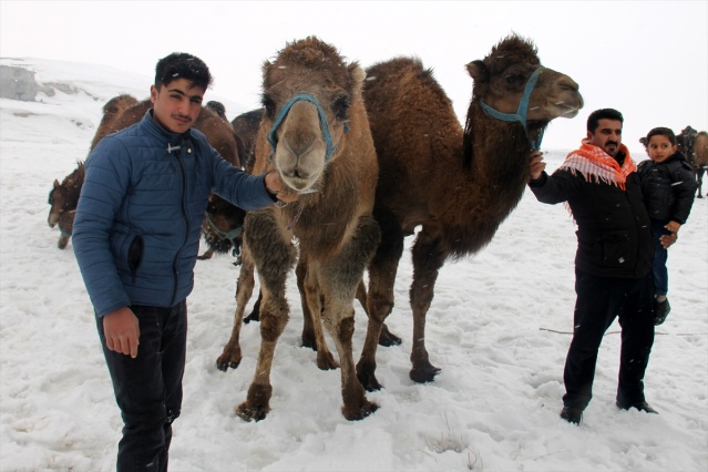 Suriye'den Van'a deve getirildi! 3