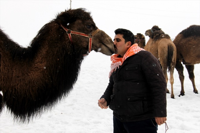 Suriye'den Van'a deve getirildi! 2