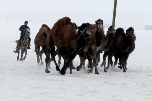 Suriye'den Van'a deve getirildi! 7