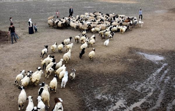 Kuzuların bahar buluşması 4