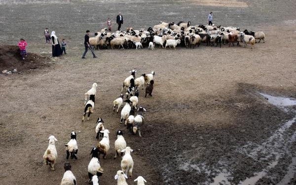 Kuzuların bahar buluşması 9