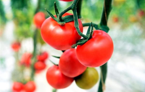 Soğuk ilçenin sera domatesleri marka oldu 7