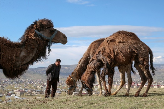 Zorlu doğa koşulları develere şampiyonluk getiriyor 4