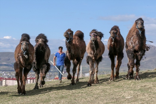 Zorlu doğa koşulları develere şampiyonluk getiriyor 21