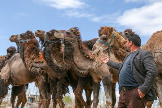 Zorlu doğa koşulları develere şampiyonluk getiriyor 22