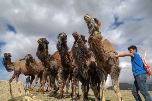 Zorlu doğa koşulları develere şampiyonluk getiriyor 15