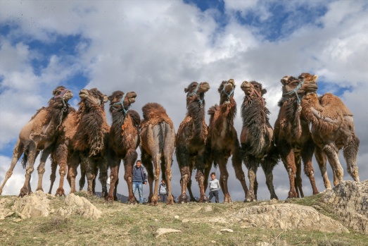 Zorlu doğa koşulları develere şampiyonluk getiriyor 12
