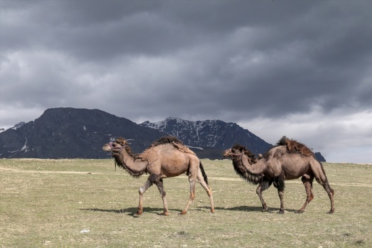 Zorlu doğa koşulları develere şampiyonluk getiriyor 19