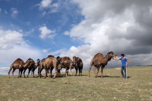 Zorlu doğa koşulları develere şampiyonluk getiriyor 28