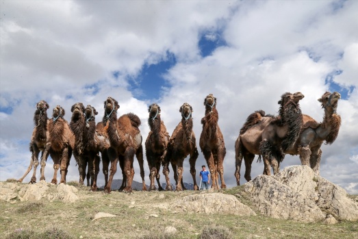 Zorlu doğa koşulları develere şampiyonluk getiriyor 25