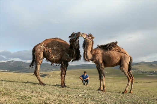 Zorlu doğa koşulları develere şampiyonluk getiriyor 18