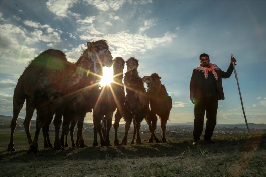 Zorlu doğa koşulları develere şampiyonluk getiriyor 27