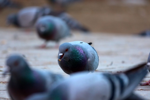 Van'da kuşların görsel şöleni 8